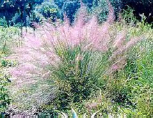 Ornamental Grass Seed - Muhlenbergia Capillaris