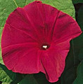 Morning Glory Ipomoea Scarlet Ohara