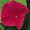Morning Glory Ipomoea Scarlet Ohara