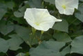 Morning Glory Ipomoea Pearly Gates
