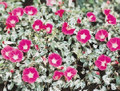 Morning Glory Ipomoea Mini Bar Rose