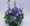 Morning Glory Ipomoea Heavenly Blue
