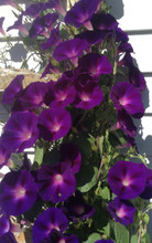 Kniolas Black Morning Glory