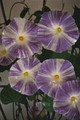 Morning Glory Ipomoea Flying Saucers