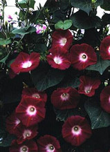 Morning Glory Ipomoea Crimson Rambler