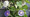 Morning Glory Ipomoea Cypress Mix