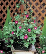 Morning Glory Ipomoea Cameo Elegance