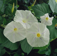 Morning Glory Ipomoea Blue Star