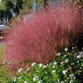 Muhlenbergia Capillaris Pink Cloud