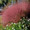 Muhlenbergia Capillaris Pink Cloud