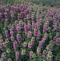 Monarda Bee Balm Citriodora