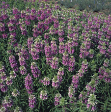 Monarda Bee Balm Citriodora