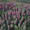 Monarda Bee Balm Citriodora