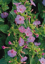 Mirabilis Four O Clock Tea Time Rose Pink