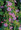 Mirabilis Four O Clock Tea Time Rose Pink