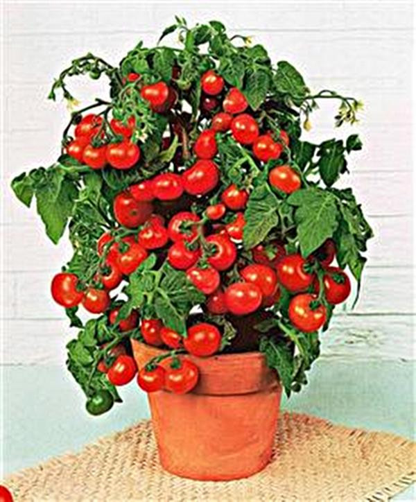 Mini bell tomato deals