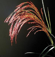 Eragrostis Ruby Silk