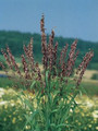 Ornamental Grass Seed - Melica Transsilvanica Red Spire