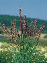 Ornamental Grass Seed - Melica Transsilvanica Red Spire