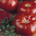 Marmande Heirloom Tomato