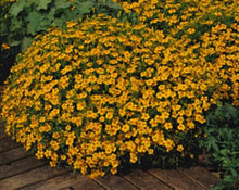 Marigold Seeds - French Signet Tangerine Gem