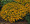 Marigold Seeds - French Signet Tangerine Gem