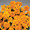 Marigold Seeds - French Safari Orange