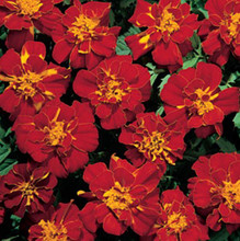 Marigold Seeds - French Safari  Red