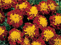 Marigold Seeds - French Little Hero Spry