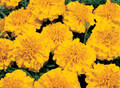 Marigold Seeds - French Little Hero Gold