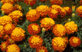 Marigold Seeds - French Janie Spry