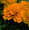 Marigold Seeds - French Hero Series Orange
