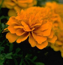 Marigold Seeds - French Hero Series Orange