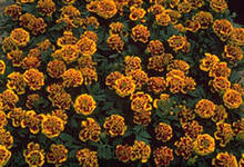 Marigold Seeds - French Hero Series Bee