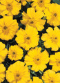 Marigold Seeds - French Disco Yellow