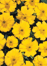Marigold Seeds - French Disco Yellow