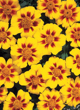 Marigold Seeds - French Disco Marietta