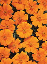 Marigold Seeds - French Disco Orange