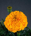 Marigold Seeds - French Crush Pumpkin