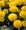 Marigold Seeds - French Crush Pineapple
