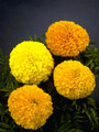 Marigold Seeds - French Crush Dt Guys & Dolls Mix