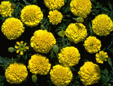 Marigold Seeds - French Boy Yellow
