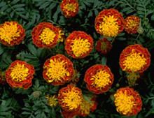 Marigold Seeds - French Boy Spry
