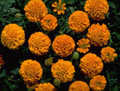 Marigold Seeds - French Boy Orange