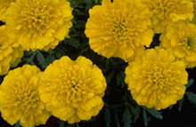 Marigold Seeds - French Bonanza Yellow