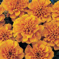 Marigold Seeds - French Bonanza Orange