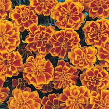 Marigold Seeds - French Bonanza Flame