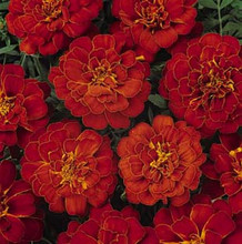 Marigold Seeds - French Aurora Red