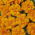 Marigold Seeds - French Aurora Orange