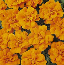 Marigold Seeds - French Aurora Orange